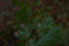Parornix fagivora