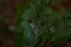 Parornix fagivora