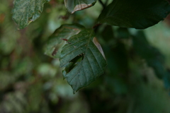 Parornix fagivora