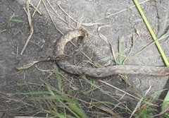 Corallus ruschenbergerii