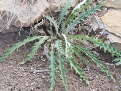 Cirsium tracyi