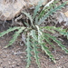 Tracy's Thistle - Photo (c) Judith Ellen Lopez, some rights reserved (CC BY-NC), uploaded by Judith Ellen Lopez