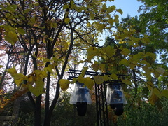 Cercis chinensis