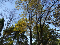 Cercis chinensis