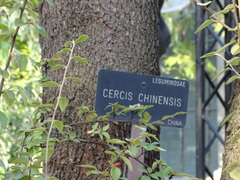 Cercis chinensis