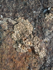 Acarospora bullata