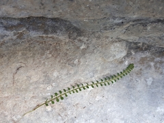 Sophora longicarinata