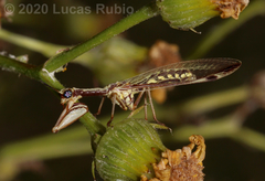 Paramantispa prolixa