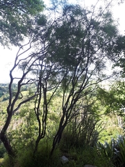 Sophora longicarinata