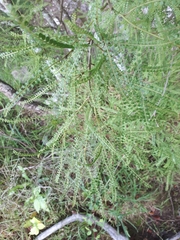 Sophora longicarinata
