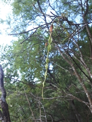 Sophora longicarinata
