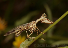 Paramantispa decorata