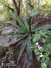 Agave kewensis