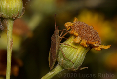 Althos pallescens