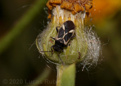 Ochrimnus cinctipennis