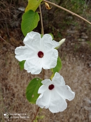 Ipomoea populina