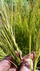 Dracophyllum acerosum