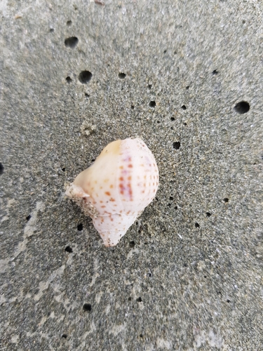 Cominella adspersa