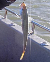 Cynoscion guatucupa