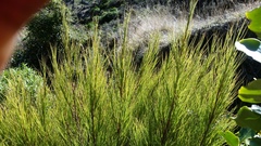 Dracophyllum acerosum