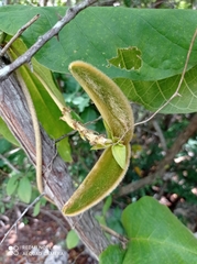 Prestonia mexicana