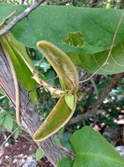 Prestonia mexicana