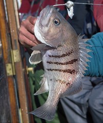 Acanthistius patachonicus