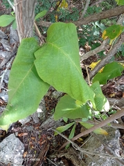 Prestonia mexicana