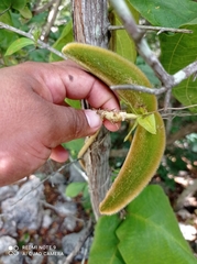 Prestonia mexicana