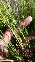 Dracophyllum acerosum