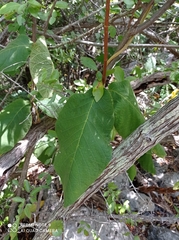 Prestonia mexicana