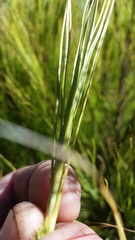 Dracophyllum acerosum