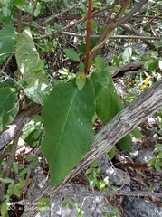 Prestonia mexicana