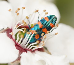 Castiarina vegeta