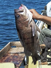 Acanthistius patachonicus