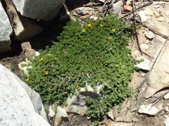 Aspalathus rigidifolia