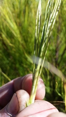 Dracophyllum acerosum