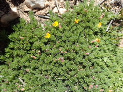 Aspalathus rigidifolia