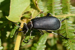 Epicauta vidua