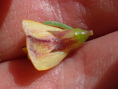 Aspalathus rigidifolia