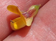 Aspalathus rigidifolia