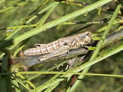 Melanoplus cameronis