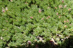 Aspalathus rigidifolia