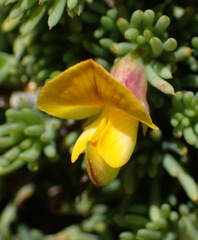 Aspalathus rigidifolia