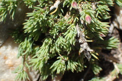 Aspalathus rigidifolia