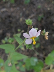 Kosteletzkya depressa