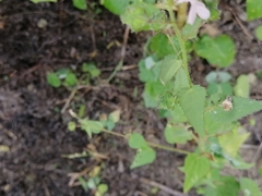 Kosteletzkya depressa