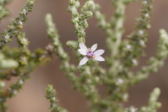 Olearia floribunda