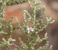 Olearia floribunda