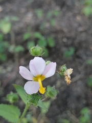 Kosteletzkya depressa